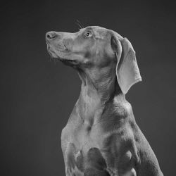 Wilma v Wolfenstein Studiohund